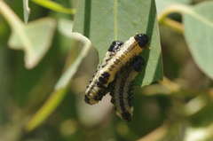 Paropsis atomaria