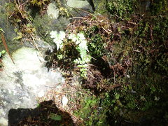 Cystopteris moupinensis