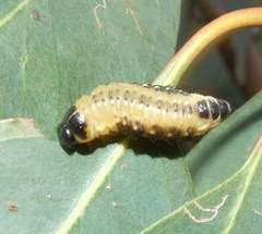 Paropsis atomaria