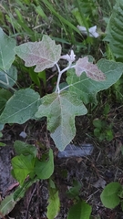 Populus alba