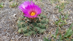 Coryphantha ottonis