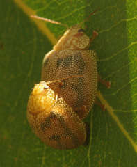 Paropsis atomaria