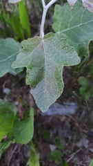 Populus alba