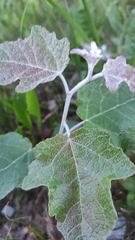 Populus alba