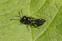 Pemphredonina