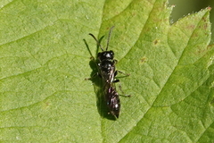 Pemphredonina