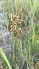 Juncus compressus