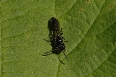 Pemphredonina
