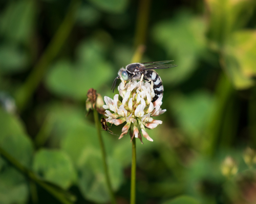 American Sand Wasp photo 4