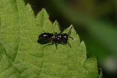Pemphredonina