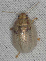 Paropsisterna laesa
