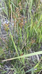 Juncus compressus