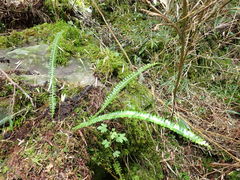 Polystichum stenophyllum