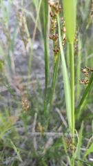 Juncus compressus