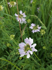 Securigera varia