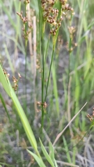 Juncus compressus
