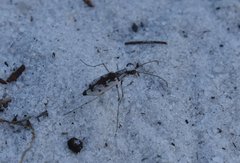 Ellipsoptera hirtilabris