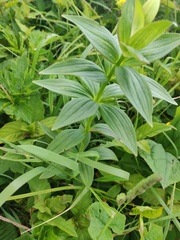 Lilieae