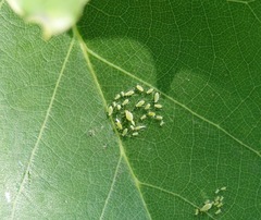 Illinoia liriodendri