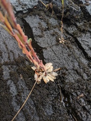 Boechera grahamii