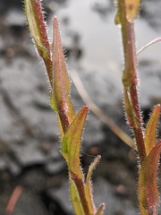 Boechera grahamii