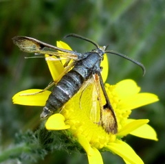 Pyropteron chrysidiforme