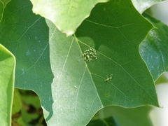 Illinoia liriodendri