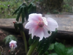 Podophyllum hexandrum
