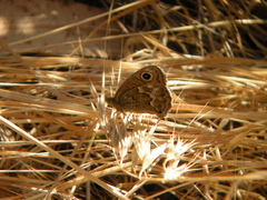 Cercyonis sthenele hypoleuca