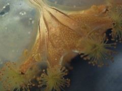 Haliclystus sanjuanensis