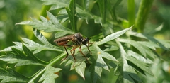 Dioctria rufipes