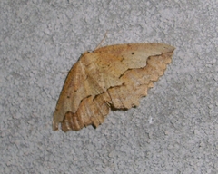 Megalycinia serraria