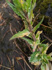 Boechera grahamii