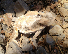 Phrynosoma taurus