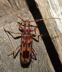 Phoracantha synonyma