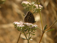Cercyonis sthenele hypoleuca