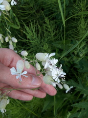 Silene vulgaris
