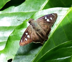 Polygonus leo pallida