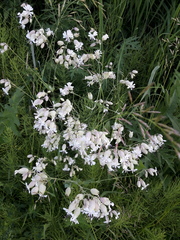 Silene vulgaris