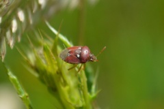 Stagonomus bipunctatus