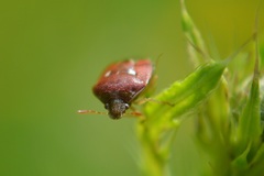Stagonomus bipunctatus