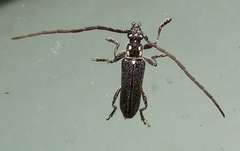 Strongylurus ceresioides