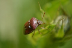 Stagonomus bipunctatus