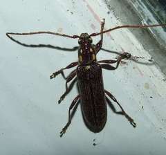 Strongylurus ceresioides