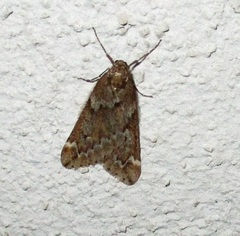 Alsophila aescularia