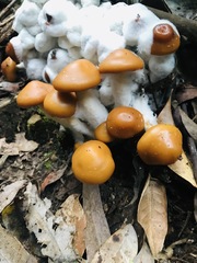 Pholiota malicola