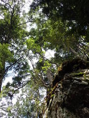 Rhododendron pseudochrysanthum