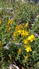 Hypericum linarioides