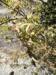 Quercus peninsularis