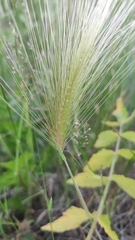 Hordeum jubatum